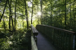 Erholung in der Natur: Kräuterwissen, Fotografie und Waldbaden kombinieren